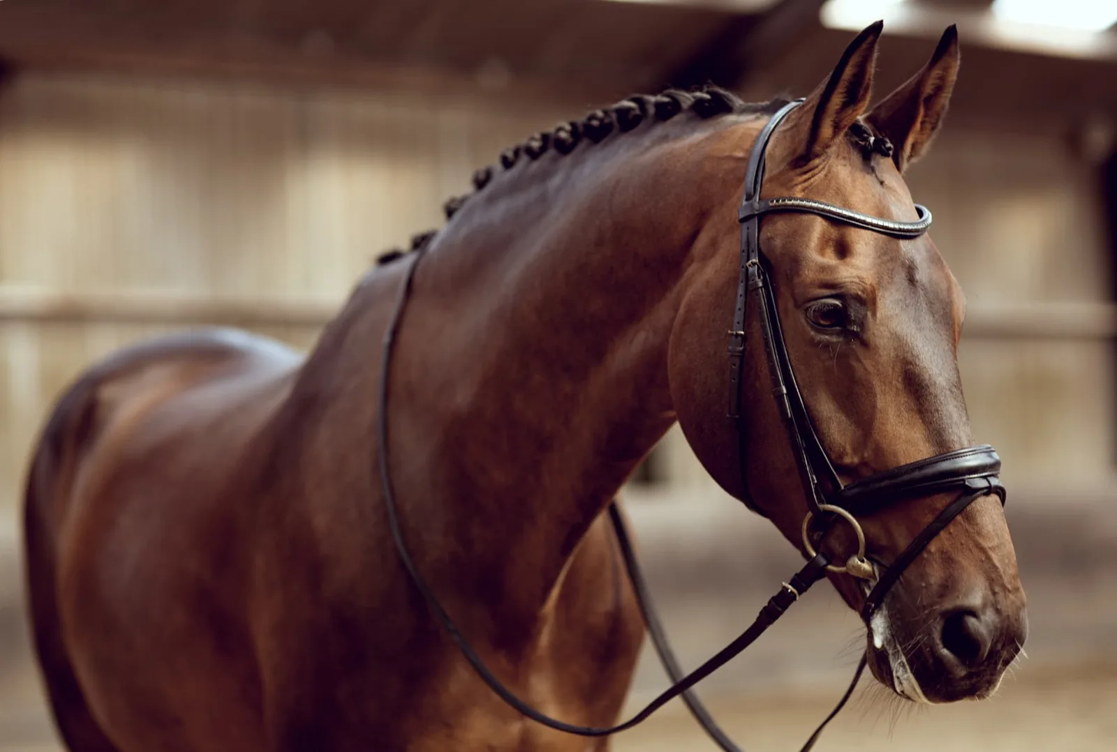 Bay sport horse in a bridle.